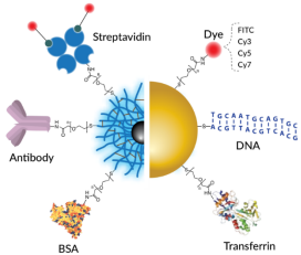 NanoVIVO™ Biocompatible Nanoparticles.png