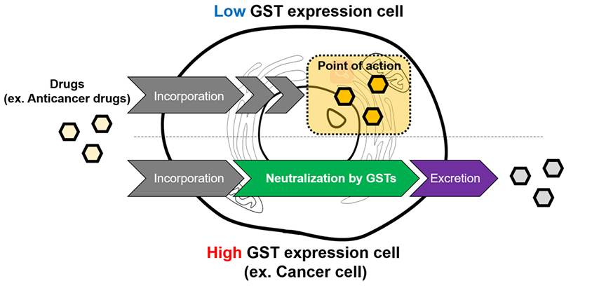 GST活性.png