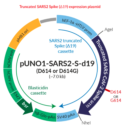 新冠Truncated Spike (S)表达质粒结构图.png