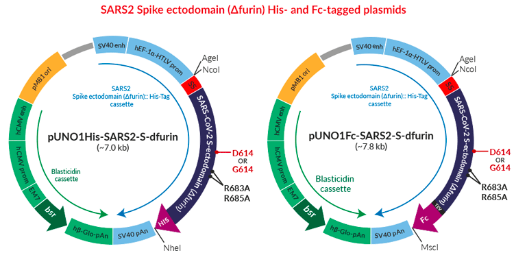 新冠Tagged Spike ectodomain (mutated furin site)表达质粒结构图.png