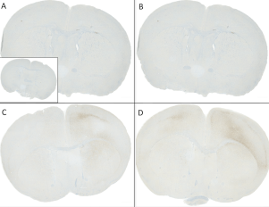 使用小鼠抗Alpha Synuclein pSer129.png