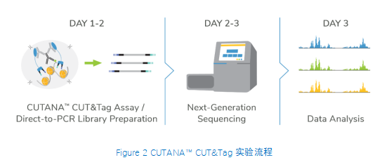 CUT&Tag实验流程.png