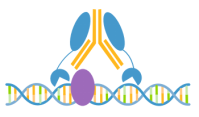 CUTANATM CUT&RUN ANTIBODIES.png