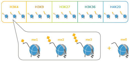 SNAP-CUTANA™ K-METSTAT PANEL.png