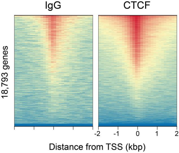 CTCF peaks in CUT&RUN.png