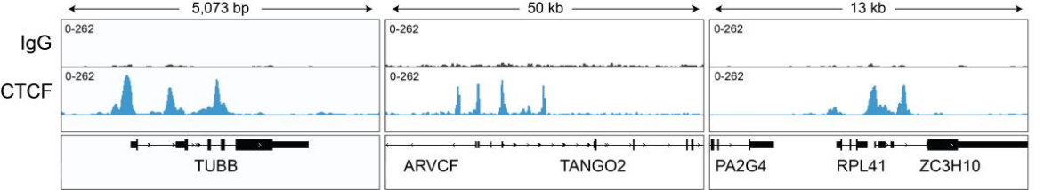 CTCF CUT&RUN representative browser tracks.png