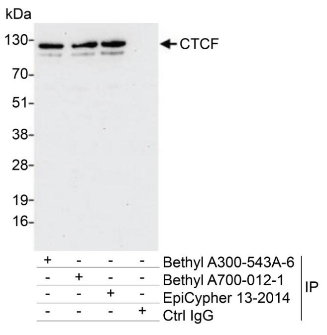 Immunoprecipitation data.png