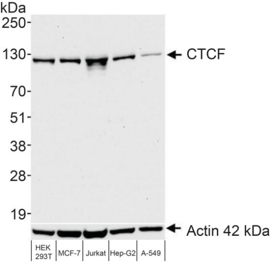 Western blot data.png