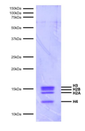 Protein Gel Data.png