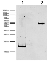 DNA Gel Data.png