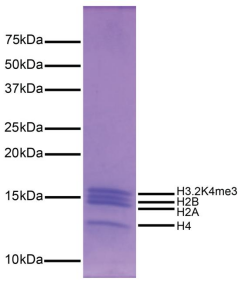 Protein Gel Data.png