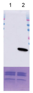 Western blot data.png