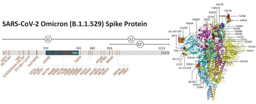 Spike mutation.jpg