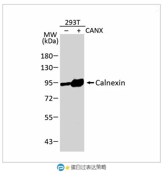 GTX109669(3).jpg