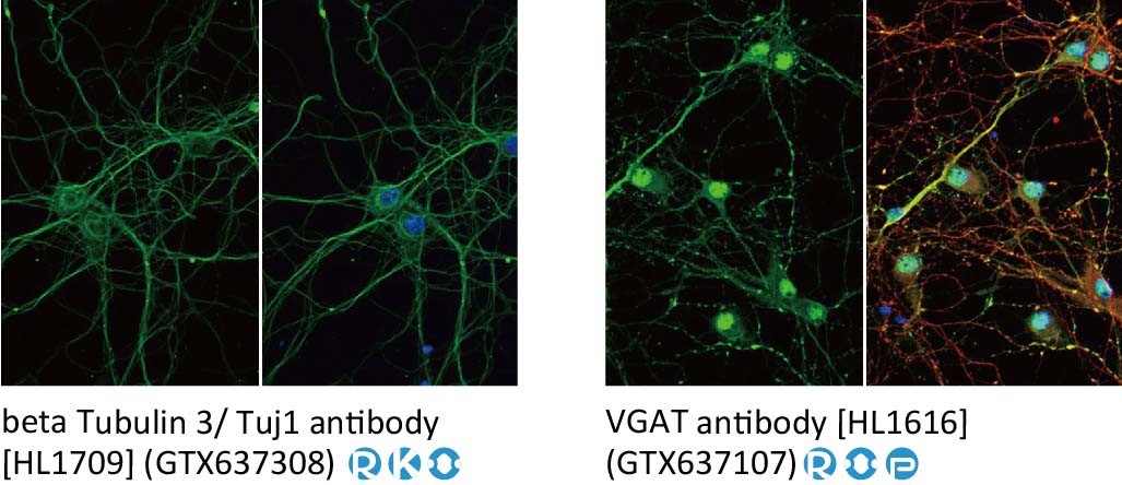 Neuroscience Research-4.jpg