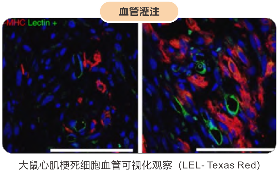 Lectin凝集素