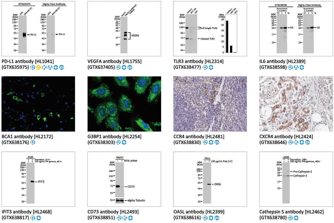 Immunology Research