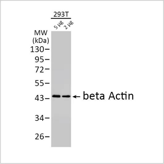 beta Actin antibody.png