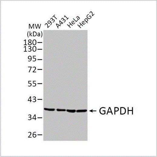 GAPDH antibody.png