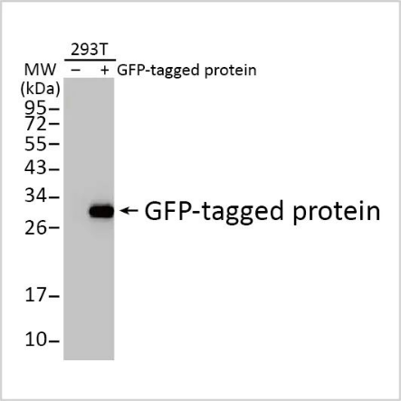 GFP antibody.png