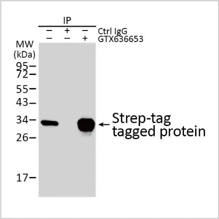 Strep epitope Tag antibody