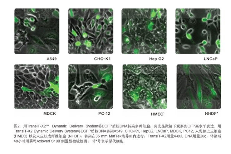 转染-2.png