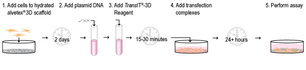 3D培养细胞瞬时转染流程