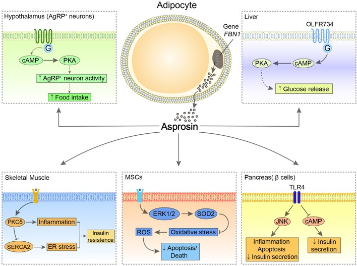 Asprosin