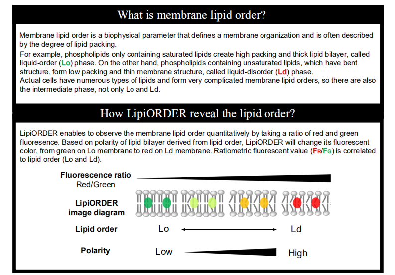 LipiORDER（1）.png