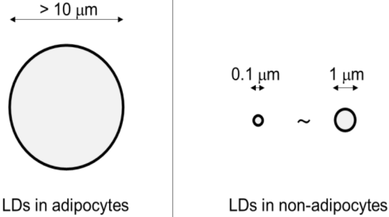 脂滴在脂肪细胞和非脂肪细胞的直径大小.png