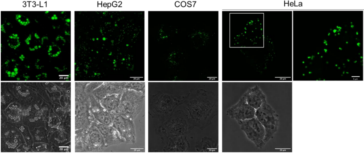 LipiDye II在不同细胞中的染色.png