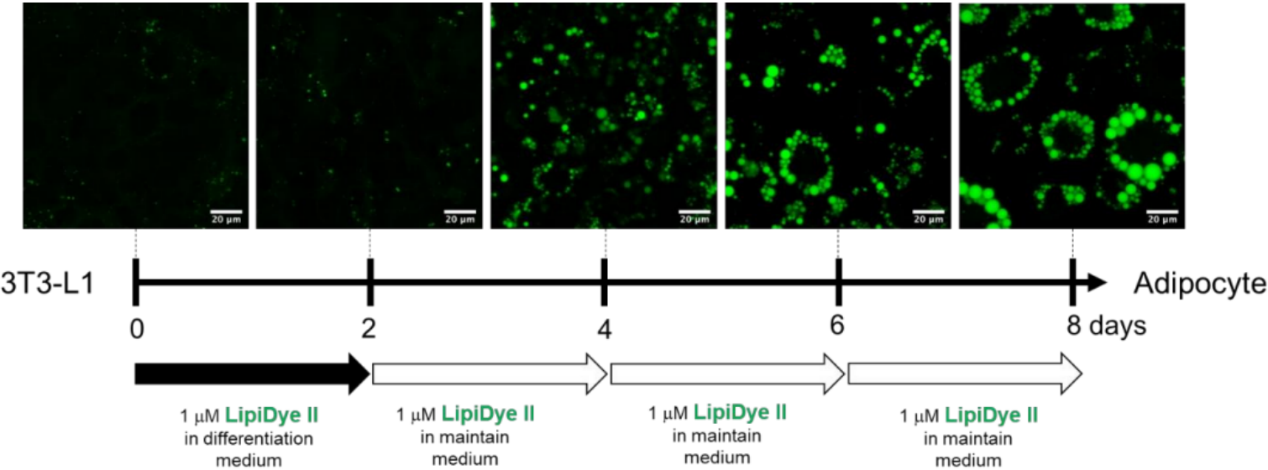 LipiDye II在脂肪细胞分化和成熟过程中的长时间染色.png