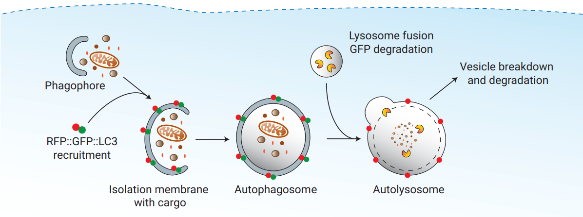 自噬报告基因细胞.png