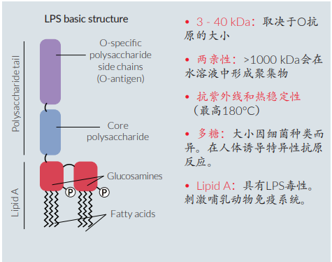 LPS的基本结构.png