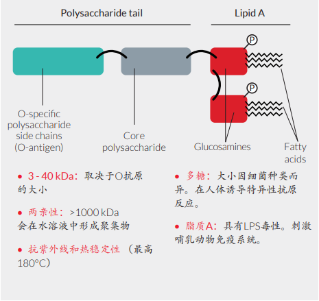 内毒素污染.png