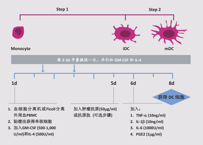 MoDC制备方法简图