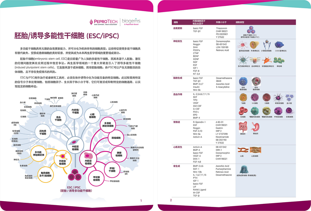 胚胎/诱导多能性干细胞(ESC/iPSC)