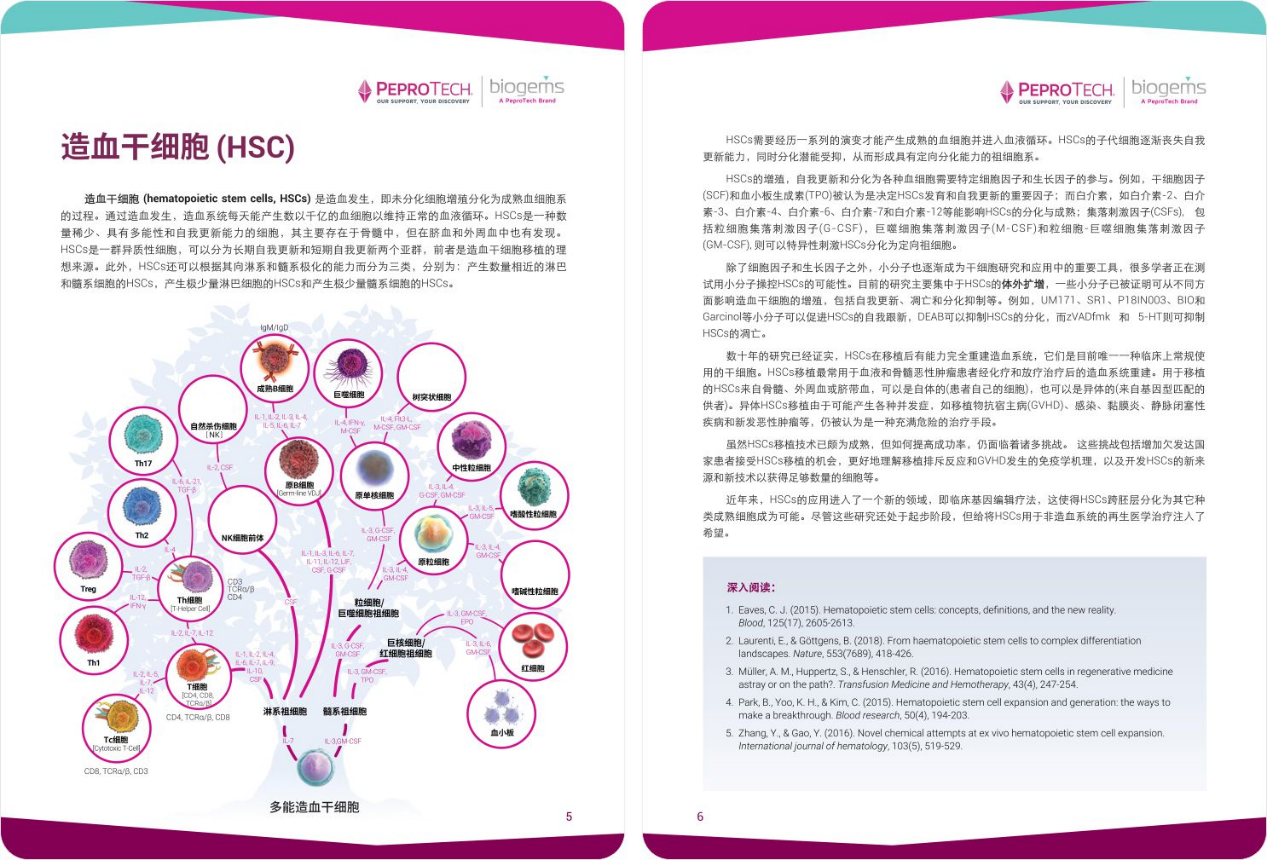 造血干细胞(HSC)