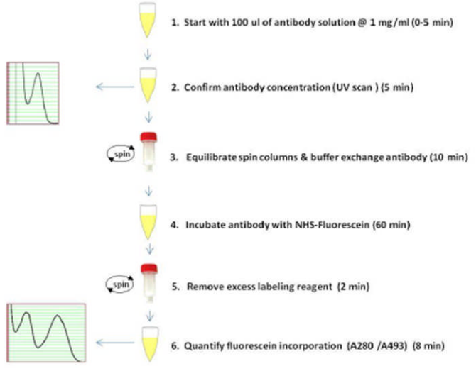 Fluorescein One-Shot Antibody Labeling Kit标记的过程