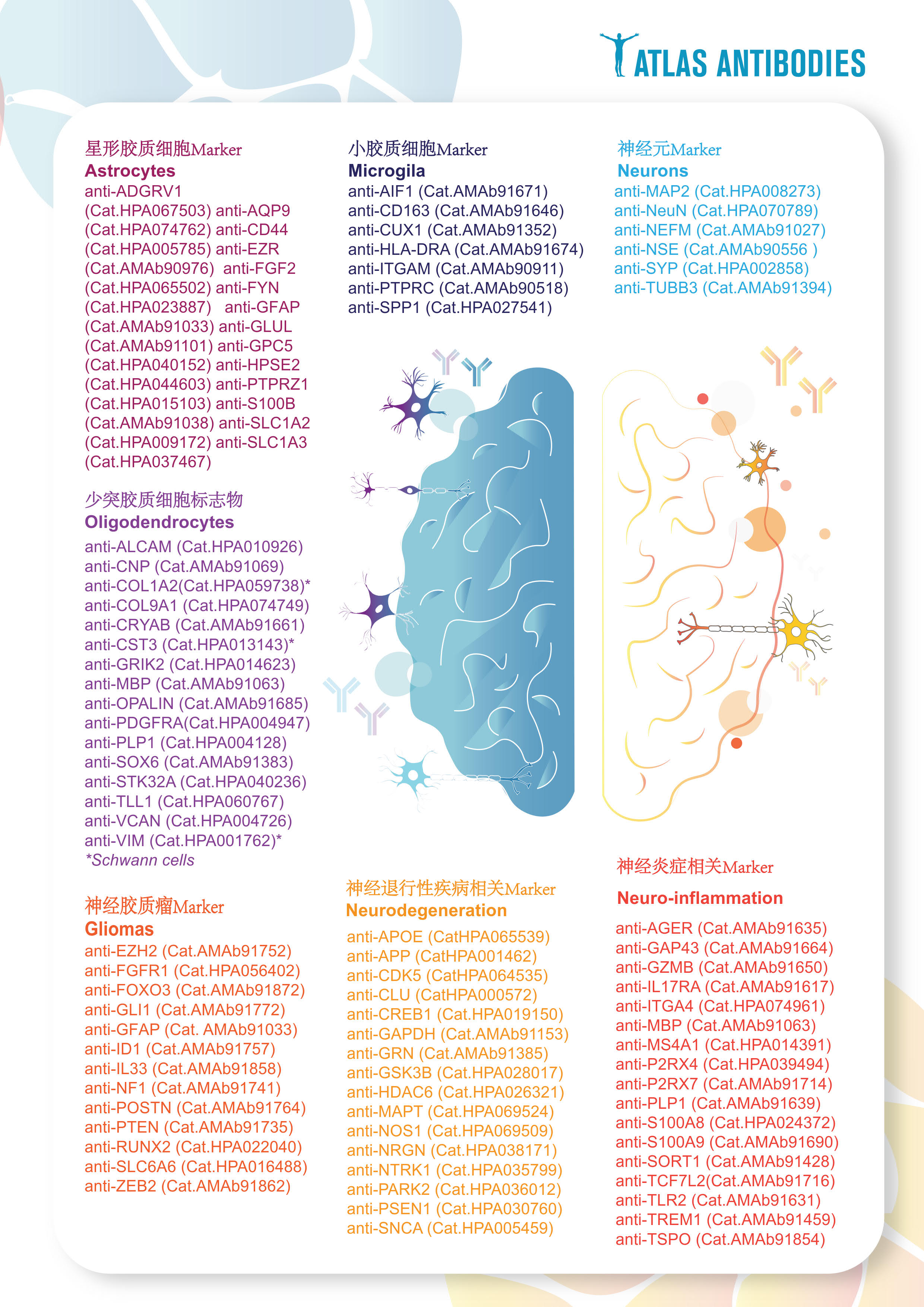 Atlas神经标志物抗体_1.jpg