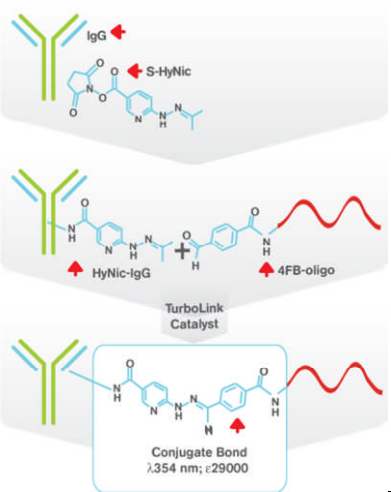 Antibody-Oligonucleotide.png