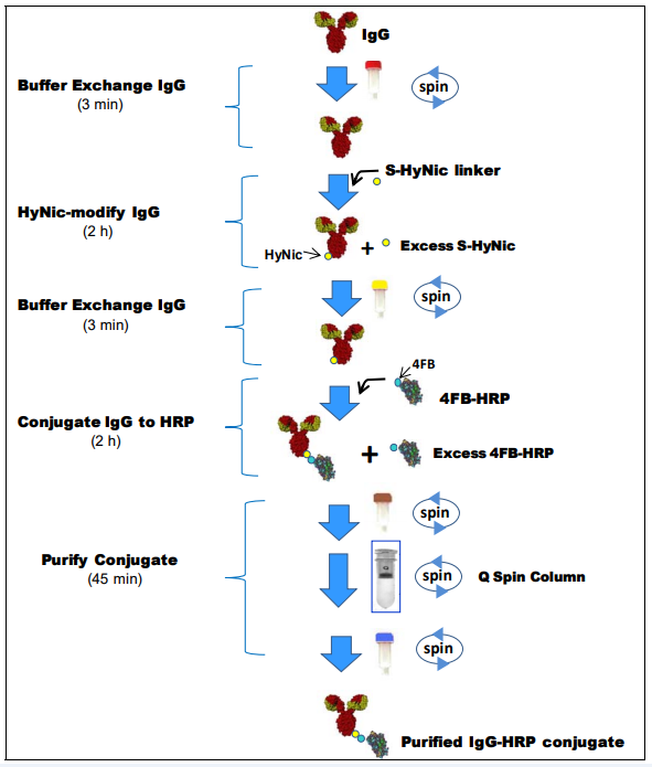 HRP Antibody All‐in‐OneTM 试剂盒标记过程