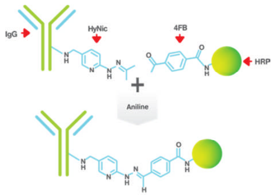 HRP Antibody All‐in‐OneTM 试剂盒标记原理