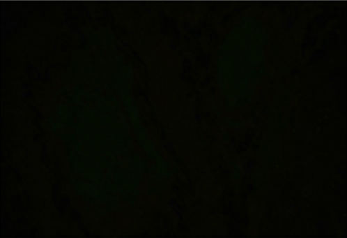 经TrueVIEW™Quencher Kit处理.png