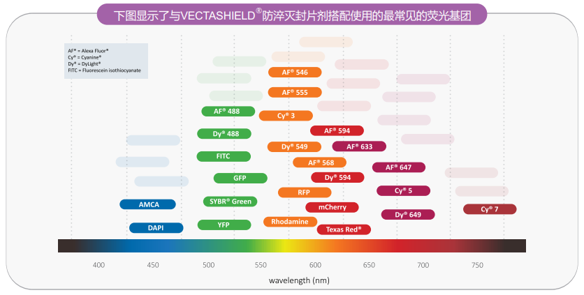 封片剂与荧光团的兼容性