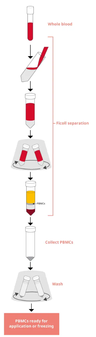 PBMCs分离示意图