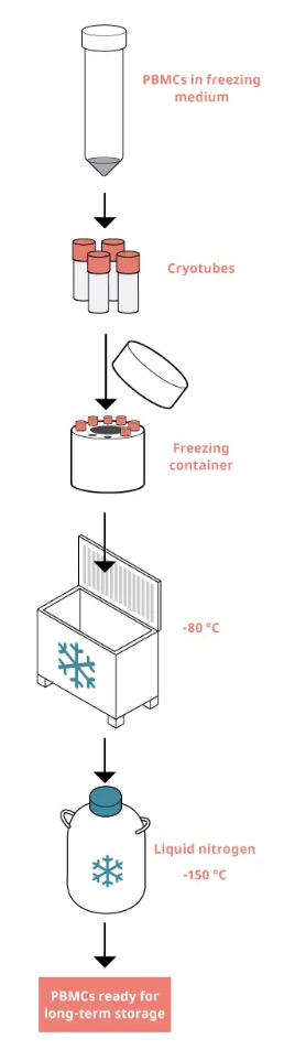 PBMCs冻存示意图