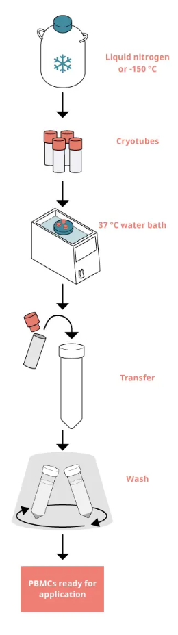PBMCs复苏示意图