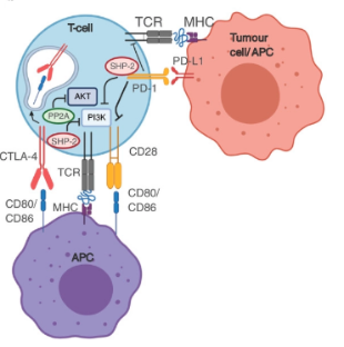 CTLA-4作用通路.png