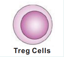 Treg Cells